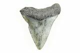 1.63" Juvenile Megalodon Tooth - South Carolina - #196167-1